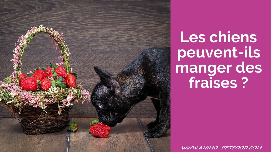 le-chien-peut-il-manger-des-fraises